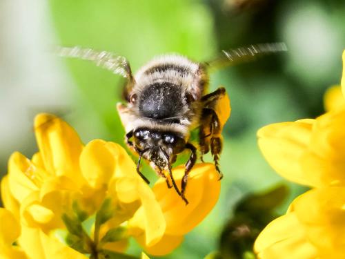 Anthophora dispar