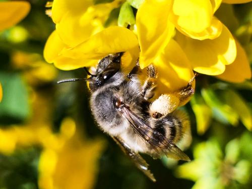 Anthophora dispar