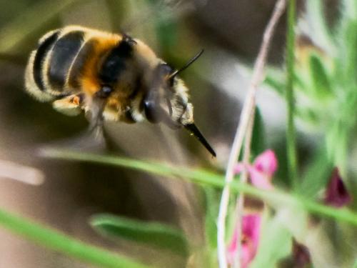 Anthophora aestivalis