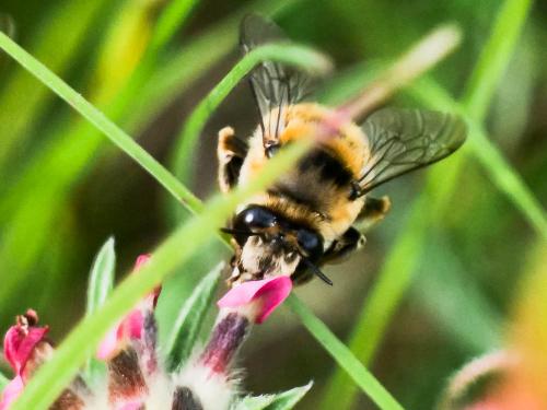 Anthophora aestivalis