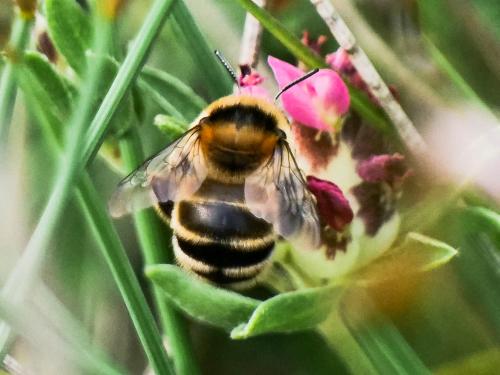 Anthophora aestivalis
