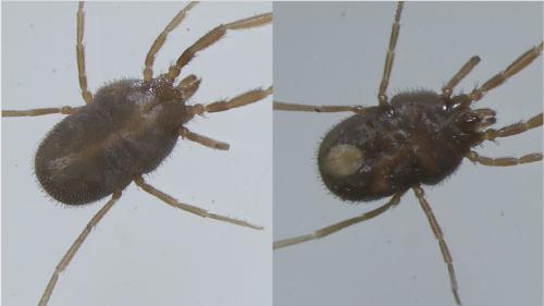 Réf. 332 928 : Erythraeus sp.