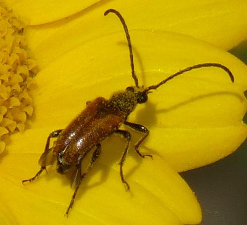 Pseudovadonia livida