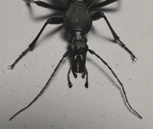 Cychrus italicus