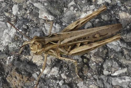 Réf. 332 592 : Chorthippus sp.