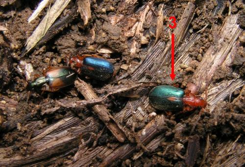 Réf. 332 889 : Brachinus sclopeta