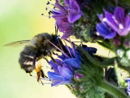Réf. 332 198 : Anthophora plumipes