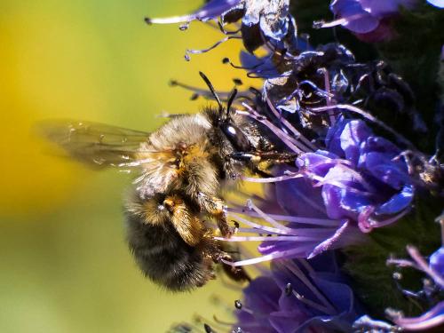 Anthophora plumipes