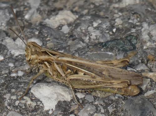 Réf. 332 593 : Chorthippus sp.
