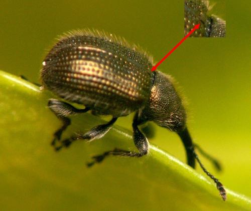 Réf. 332 786 : Rhynchitinae inconnu