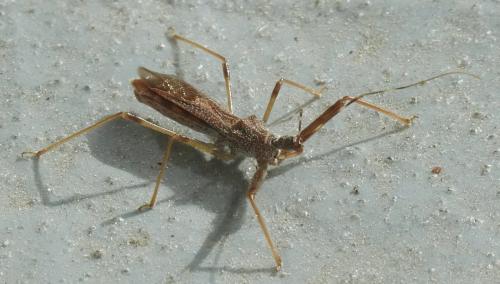 Nagusta goedelii