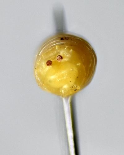 Réf. 332 596 : Calliphora sp.