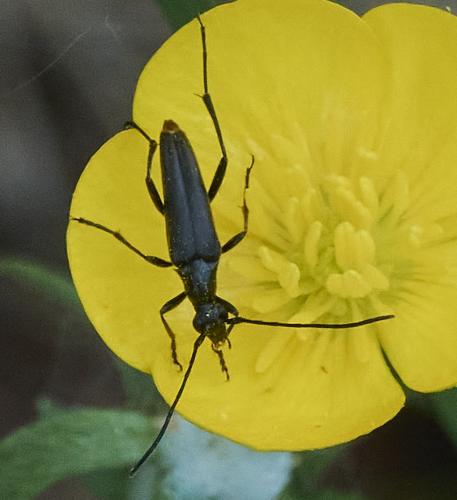 Rutpela nigra