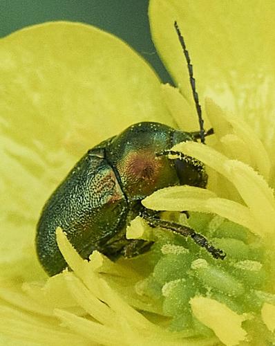 Cryptocephalus sp.