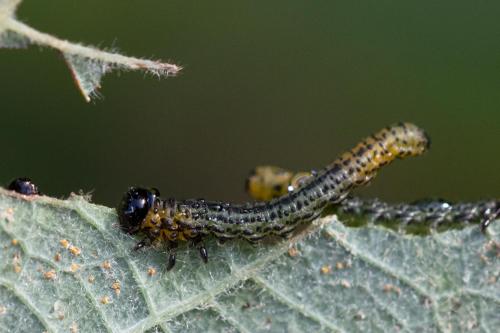 Euura salicis