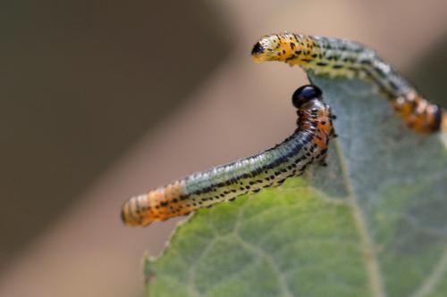 Réf. 332 012 : Euura miliaris