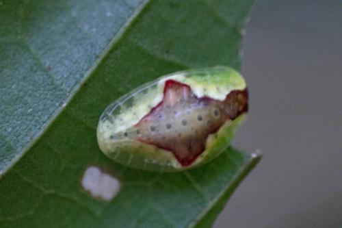Heterogenea asella