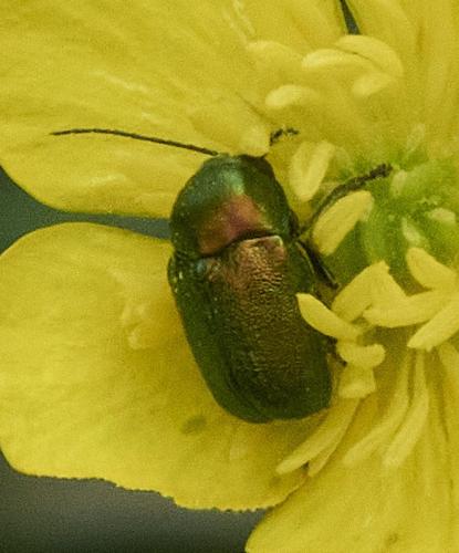 Cryptocephalus sp.