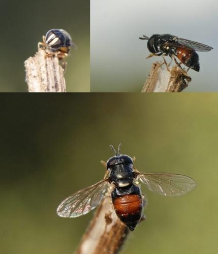 Réf. 332 836 : Paragus sp.
