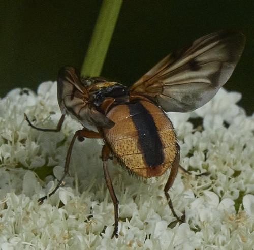 Ectophasia crassipennis