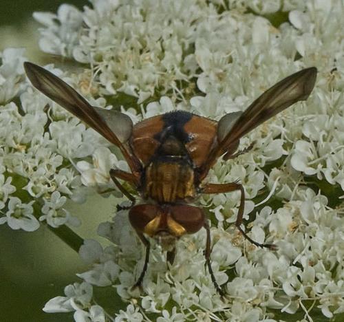 Réf. 332 284 : Ectophasia crassipennis