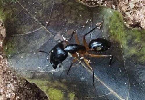 Réf. 332 898 : Camponotus sp.
