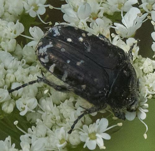 Oxythyrea funesta