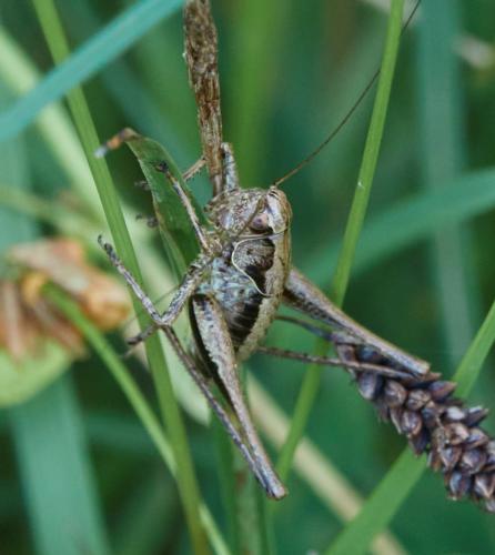 Pholidoptera griseoaptera