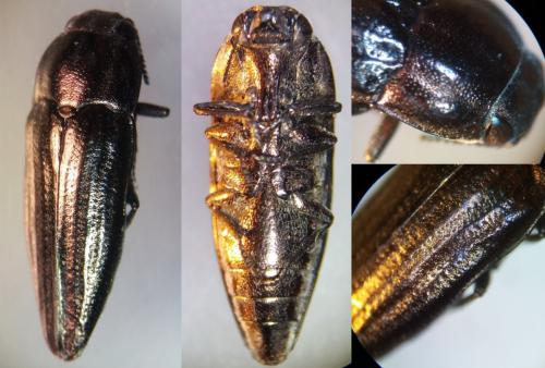 Sphenoptera gemmata
