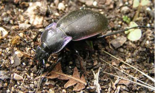 Carabus nemoralis