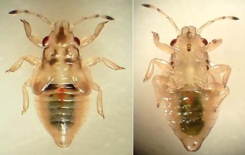 Thaumastocoris peregrinus