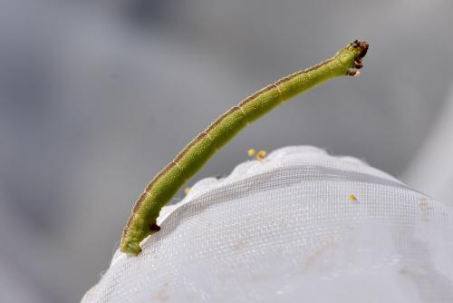 Réf. 332 092 : Phaiogramma etruscaria