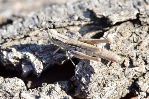 Réf. 332 230 : Euchorthippus elegantulus