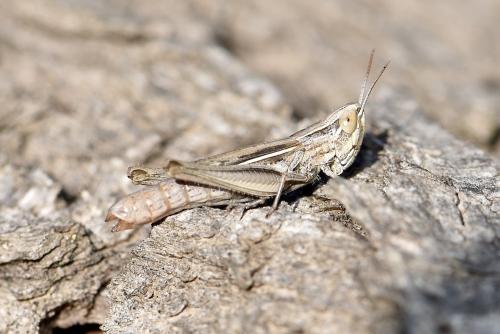 Euchorthippus elegantulus