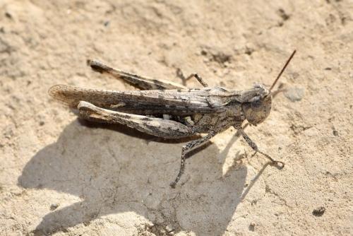Chorthippus brunneus brunneus