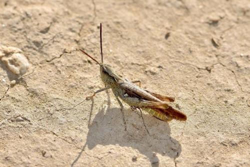 Chorthippus brunneus brunneus