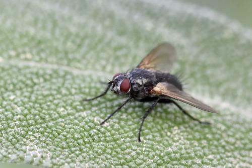 Réf. 332 932 : Macquartia tenebricosa