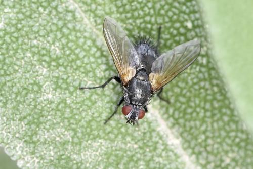 Macquartia tenebricosa