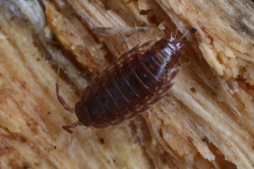 Réf. 332 390 : Oritoniscus remyi