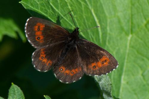 Réf. 332 227 : Erebia euryale
