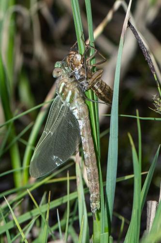 Réf. 332 864 : Aeshna juncea