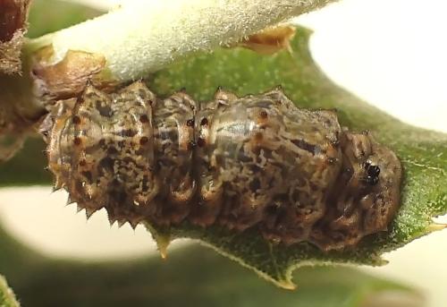 Réf. 332 980 : Didea fasciata