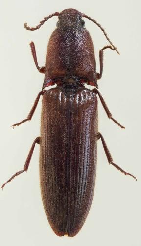 Priopus peregrinus