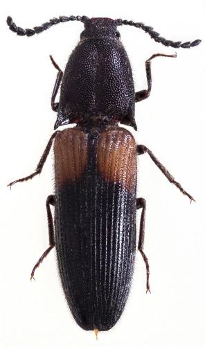 Priopus homostictus