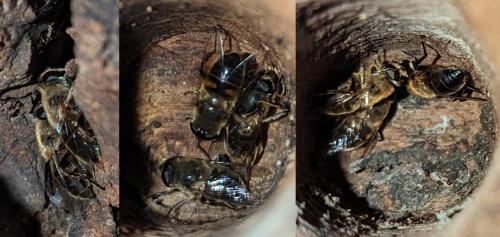 Eristalis tenax