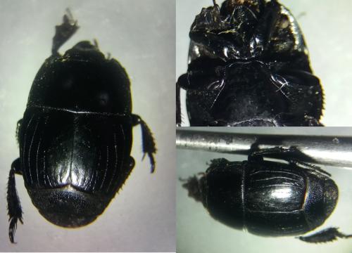 Hister quadrimaculatus