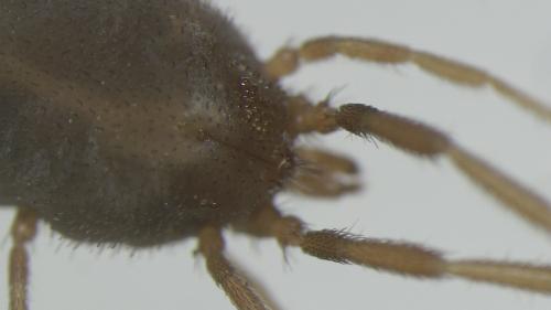 Erythraeus sp.