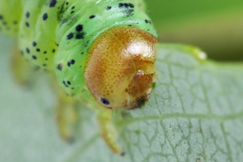 Réf. 332 505 : Euura caeruleocarpa