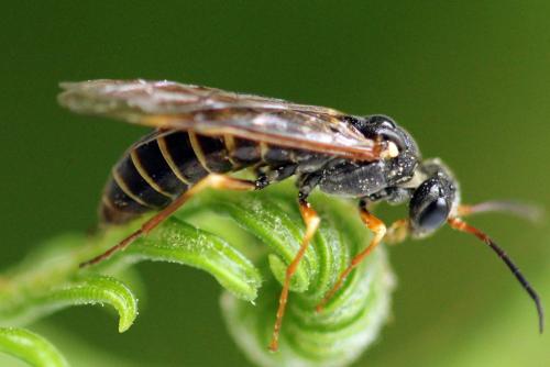 Réf. 332 818 : Strongylogaster multifasciata
