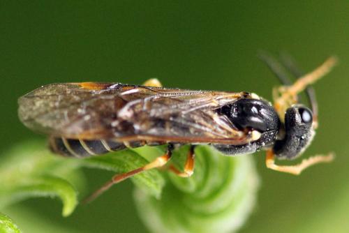 Réf. 332 819 : Strongylogaster multifasciata